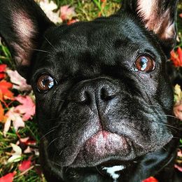 French Bulldogs from Edna's Frenchies