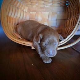 Mars - Red female Labradoodle puppy in Genoa City, Wisconsin from Sakura Pups