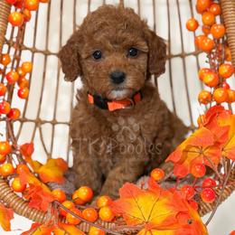Emory - Red  female Poodle puppy in Belleville, New Jersey from TK Poodles