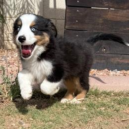 Flint - Black tri male Miniature American Shepherd puppy in Phoenix, Arizona from Outlaw Minis