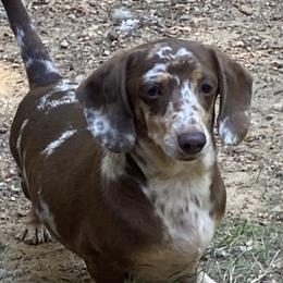 Iris - Dachshund