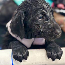 Flat-Coated Retriever Puppies from Flatline Flat-Coated Retrievers