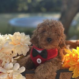 Ozzie - Apricot male Cavapoo puppy in Mint Hill, North Carolina from DoodleForever
