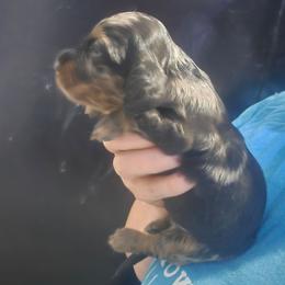 Gaston - Dapple male Dachshund puppy in Bigfork, Minnesota from Long Ears and Long Dogs Ranch