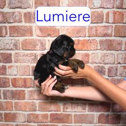 Lumiere - Black and tan male Cavapoo puppy in Calhoun, Georgia from Happy Top Doodles