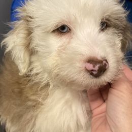 Bentley - Red merle male Aussiedoodle puppy in Columbia, Kentucky from Burton's Precious Doodles