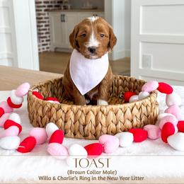 TOAST - Red  male Goldendoodle puppy in Bell Buckle, Tennessee from Precious Puptown Doodles