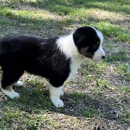Border Collie and Papillon Puppies from Royal T Kennel