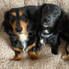 Dachshunds from Elizabeth's Dachshunds