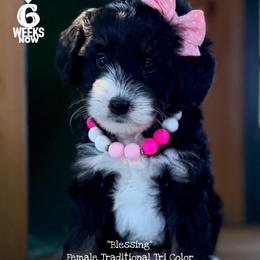 Blessing - Tri-color female Bernedoodle puppy in Orange, Texas from Walk with Me Doodles