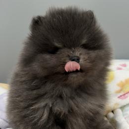 Marlin - Blue male Pomeranian puppy in Newark, Ohio from Keeperofstars Pomeranians