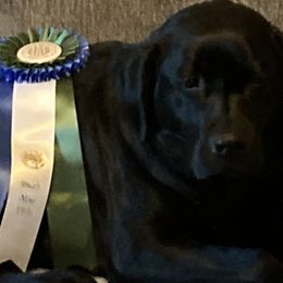 Labrador Retrievers and Pembroke Welsh Corgis from Racing Winds Pembroke and Labradors