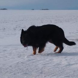 RYKER - German Shepherd