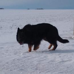 RYKER - German Shepherd