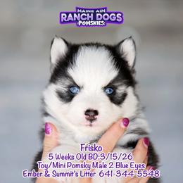 Frisko - Black and white male Pomsky puppy in Humeston, Iowa from M.A.R. Dogs