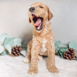 Goldendoodle Puppies from Summer Sun Doodles