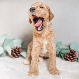 Goldendoodle Puppies from Summer Sun Doodles