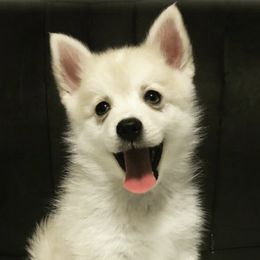 Pomeranians and Pomskies from Mumble Blue Pomskies