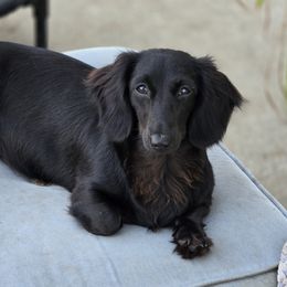 Raven - Dachshund