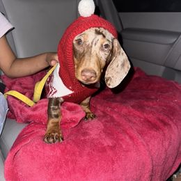 Dachshund Puppies from Rosey dachshund