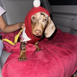 Dachshund Puppies from Rosey dachshund
