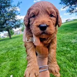Lilly - Red  female Goldendoodle puppy in Red Oak, Iowa from Fisher Pups-Stay Golden with a Doodle