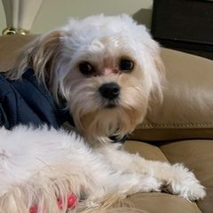 Cavachons from Caraid Cavachons