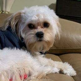 Cavachons from Caraid Cavachons
