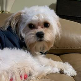 Cavachons from Caraid Cavachons