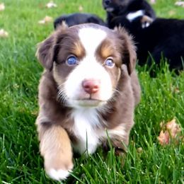Toy Australian Shepherd Puppies from Shelly Johnson's Australian Shepherds