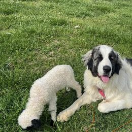 Pyrenean Mastiff All Grown Up from Bella Dulce