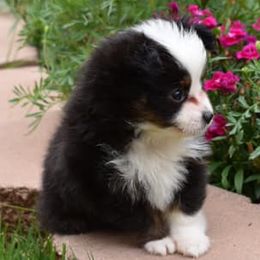 Miniature Australian Shepherds and Toy Australian Shepherds from Gamel’s Aussome Aussies