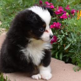 Miniature Australian Shepherds and Toy Australian Shepherds from Gamel’s Aussome Aussies