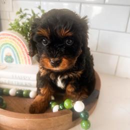 Caspian - Black and tan male Cavapoo puppy in Tolleson, Arizona from Pixie Dust Cavaliers