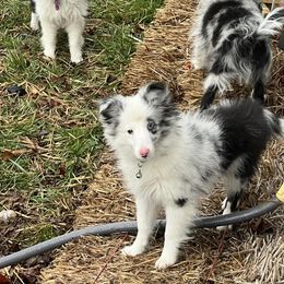 Pomsky, Shetland Sheepdog, and Toy Shetland Sheepdog Puppies from Mountain High Kennels