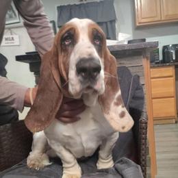 Harlin - Basset Hound