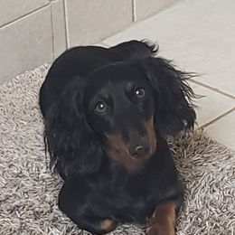 Zora - Dachshund
