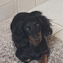 Zora - Dachshund
