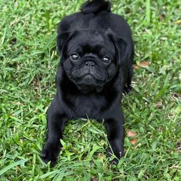 Pug Puppies from Wicked Kennel