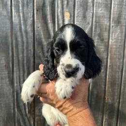 Green - Black and white male English Springer Spaniel puppy in Godley, Texas from Legacy Springer Spaniels