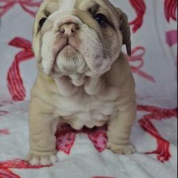 Bulldog Puppies from Illinois Bullies Kennel