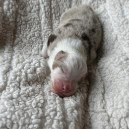 Artemis - Red merle male Australian Shepherd puppy in Jacksonville, Florida from Solace Australian Shepherds