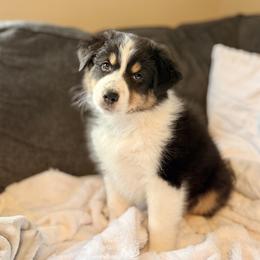 Australian Shepherd Puppies from Crab Point Australian Shepherds