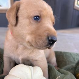 Blue - Yellow male Labrador Retriever puppy in Oklahoma City, Oklahoma from H & H Retrievers