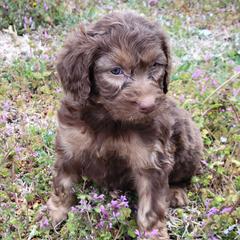 Double Doodles and Goldendoodles from TeeterDoodles