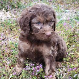 Double Doodles and Goldendoodles from TeeterDoodles