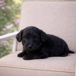 Grey collar male - Black tri-color male Aussiedoodle puppy in Fairmount, Georgia from Muscadine Meadows Farm