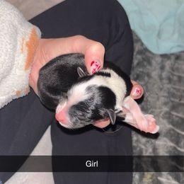 Sparkle - Black tri female Miniature Australian Shepherd puppy in Pittsburg, Texas from East Texas Aussie Haven