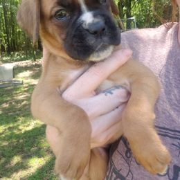 Boxer Puppies from SmashBox Kennel