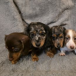 Dachshund Puppies from Sausage Squad Kennels